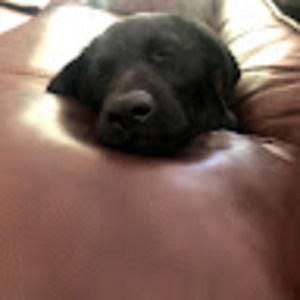 Meet your Posher, Josie